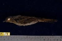 藏品(黃腹琉璃)的圖片